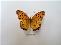 藏品(斐豹蛺蝶)的圖片